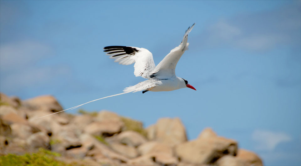 mouette toiny 960 530 flex